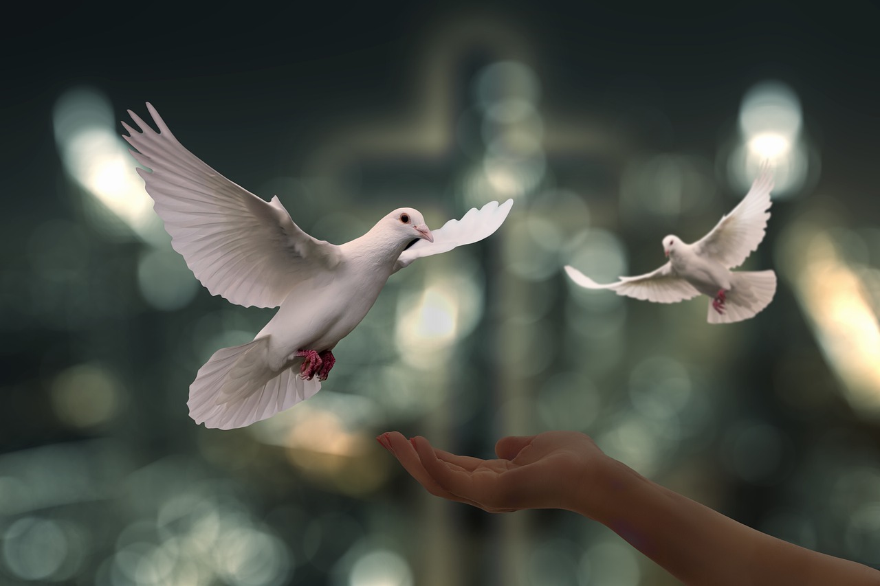 doves, peace, freedom-6750143.jpg